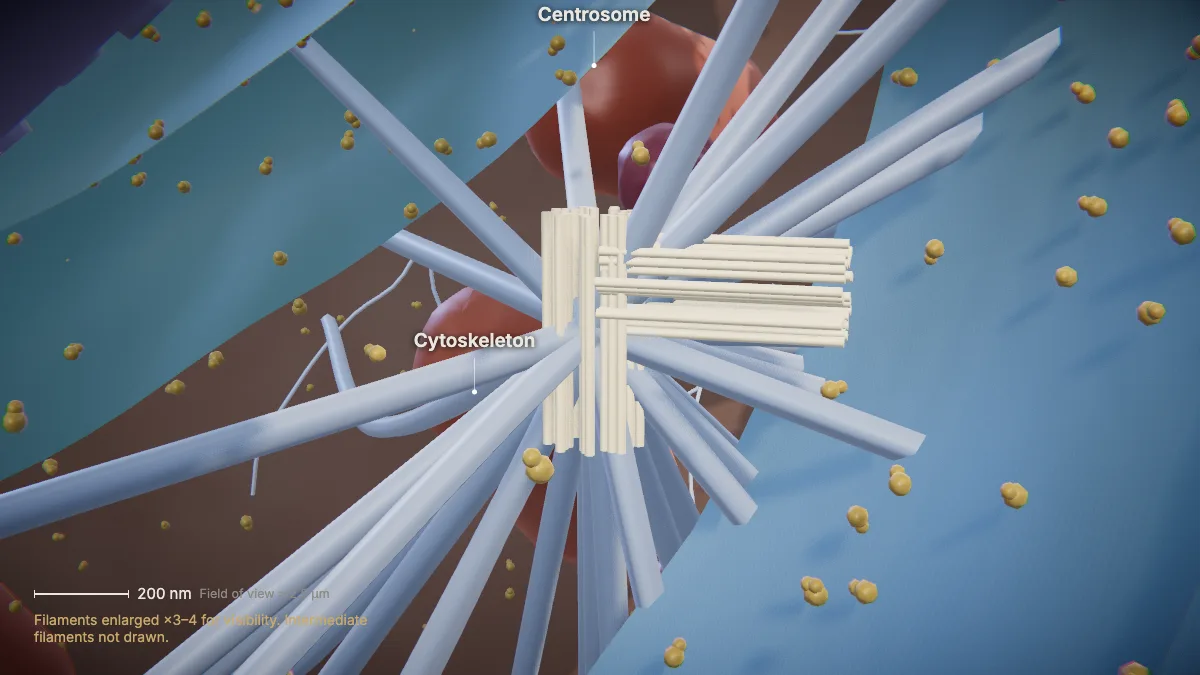 Labeled 3D model of an animal cell (cytoskeleton & centrosome): centrosome, cytoskeleton