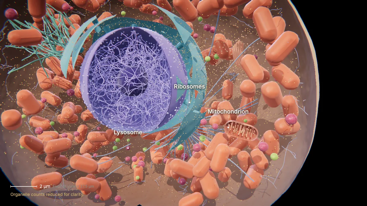 Labeled 3D model of an animal cell (cytoplasm): ribosomes, mitochondrion, lysosome