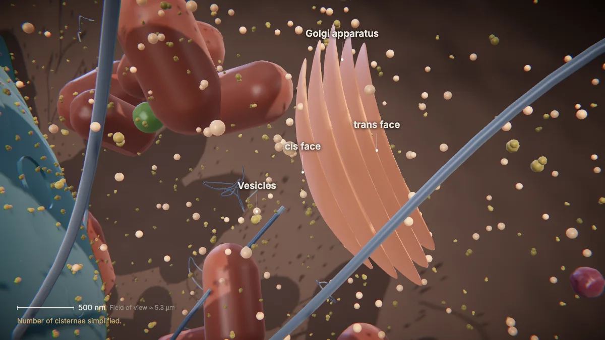 Labeled 3D model of an animal cell (golgi apparatus): Golgi apparatus, cis face, trans face, vesicles