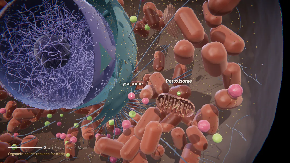 Labeled 3D model of an animal cell (lysosomes & peroxisomes): lysosome, peroxisome