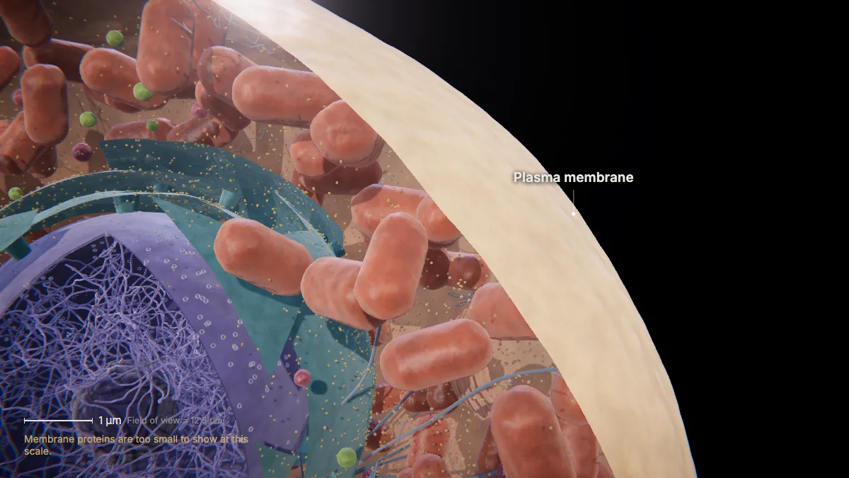 Labeled 3D model of an animal cell (plasma membrane): plasma membrane