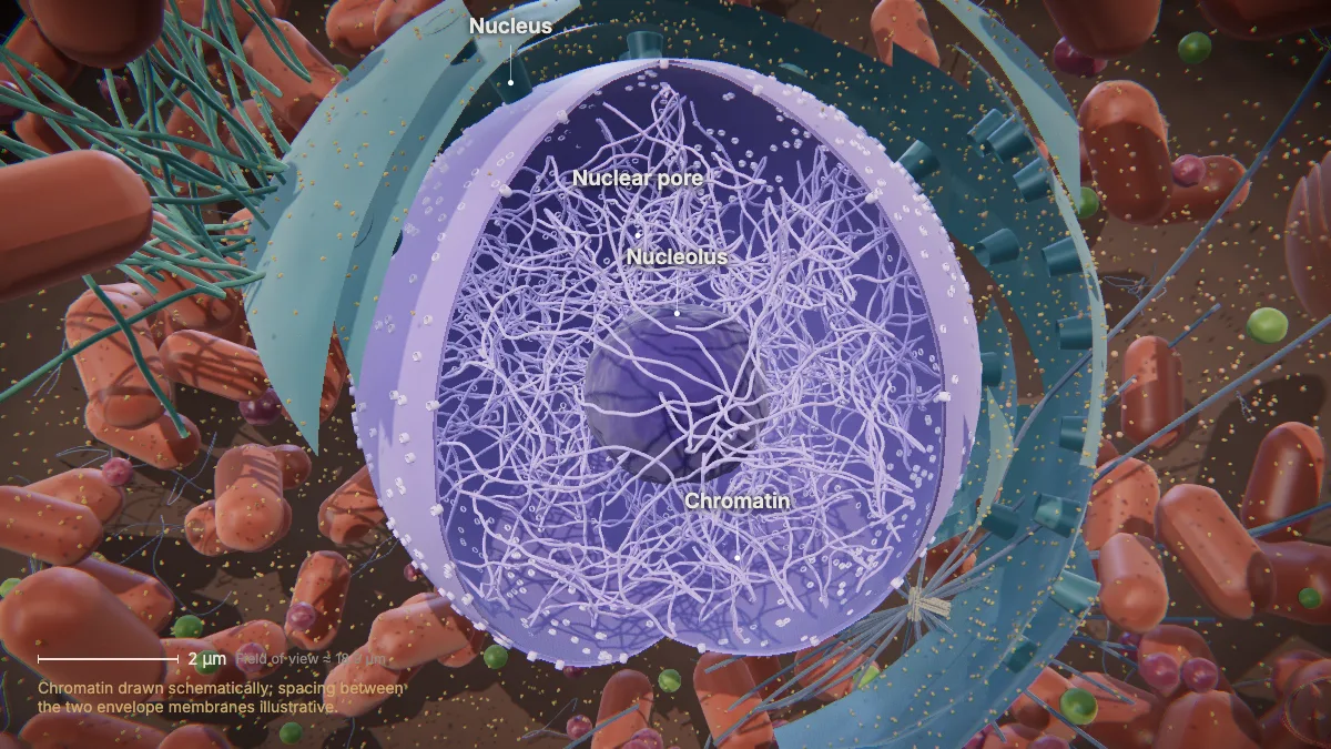 Labeled 3D model of an animal cell (nucleus): nucleus, nucleolus, chromatin, nuclear pore