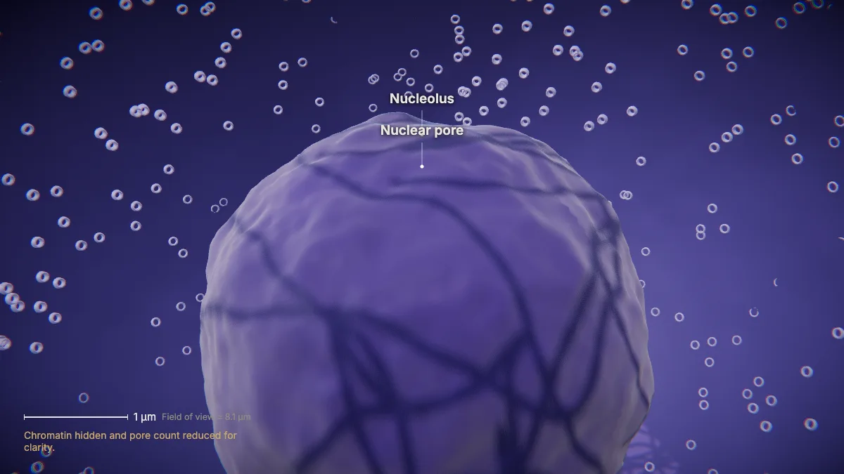 Labeled 3D model of an animal cell (nuclear pores & nucleolus): nucleolus, nuclear pore