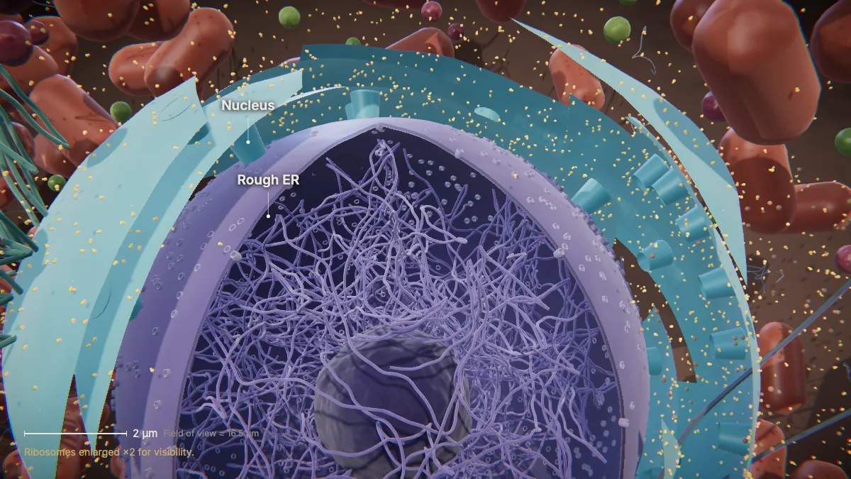 Labeled 3D model of an animal cell (rough endoplasmic reticulum): rough ER, nucleus