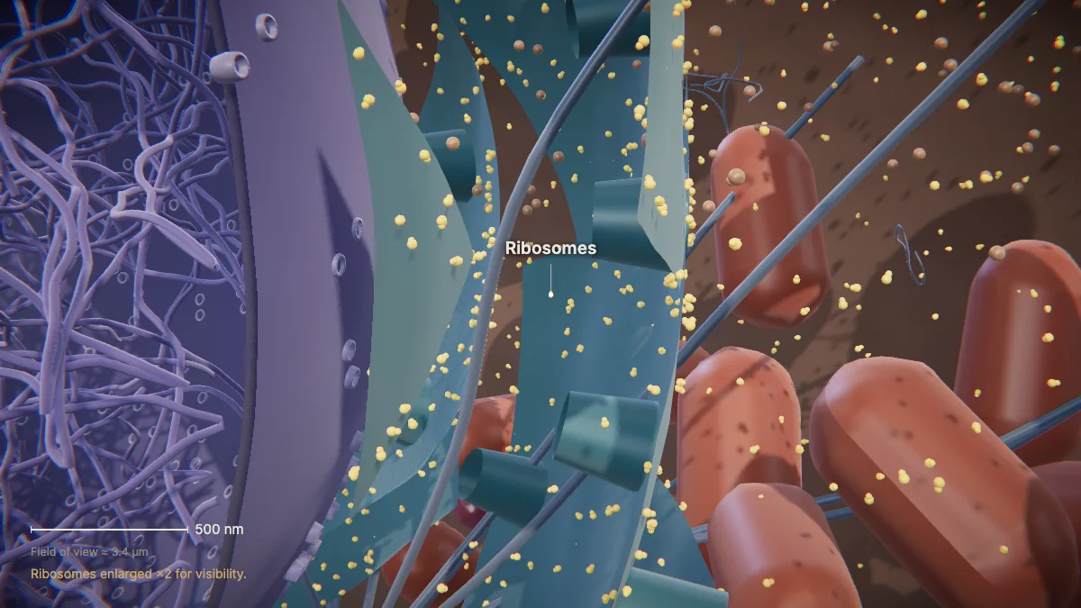 Labeled 3D model of an animal cell (ribosomes): ribosomes