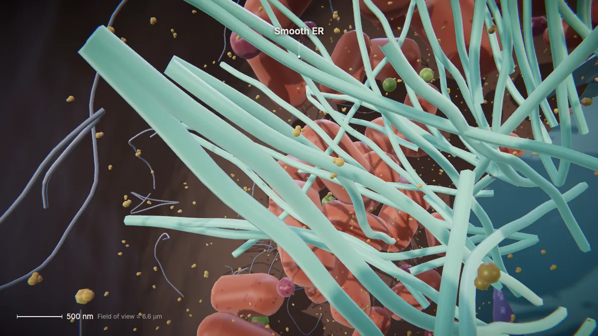 Labeled 3D model of an animal cell (smooth endoplasmic reticulum): smooth ER