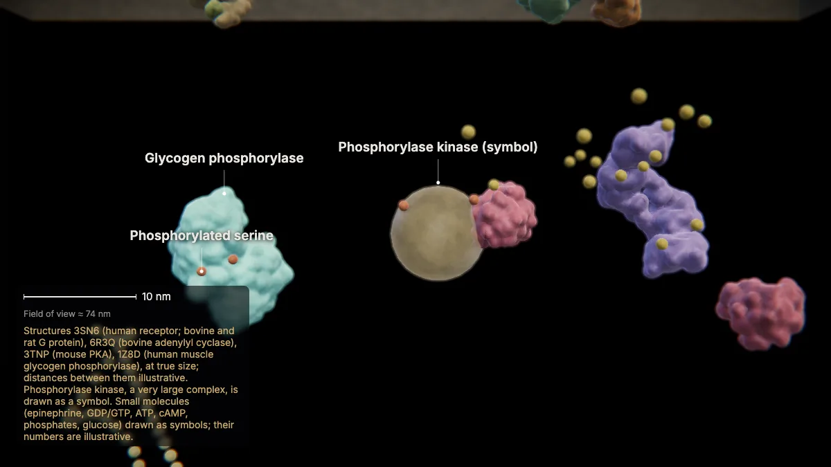 Labeled 3D model: a phosphorylation cascade