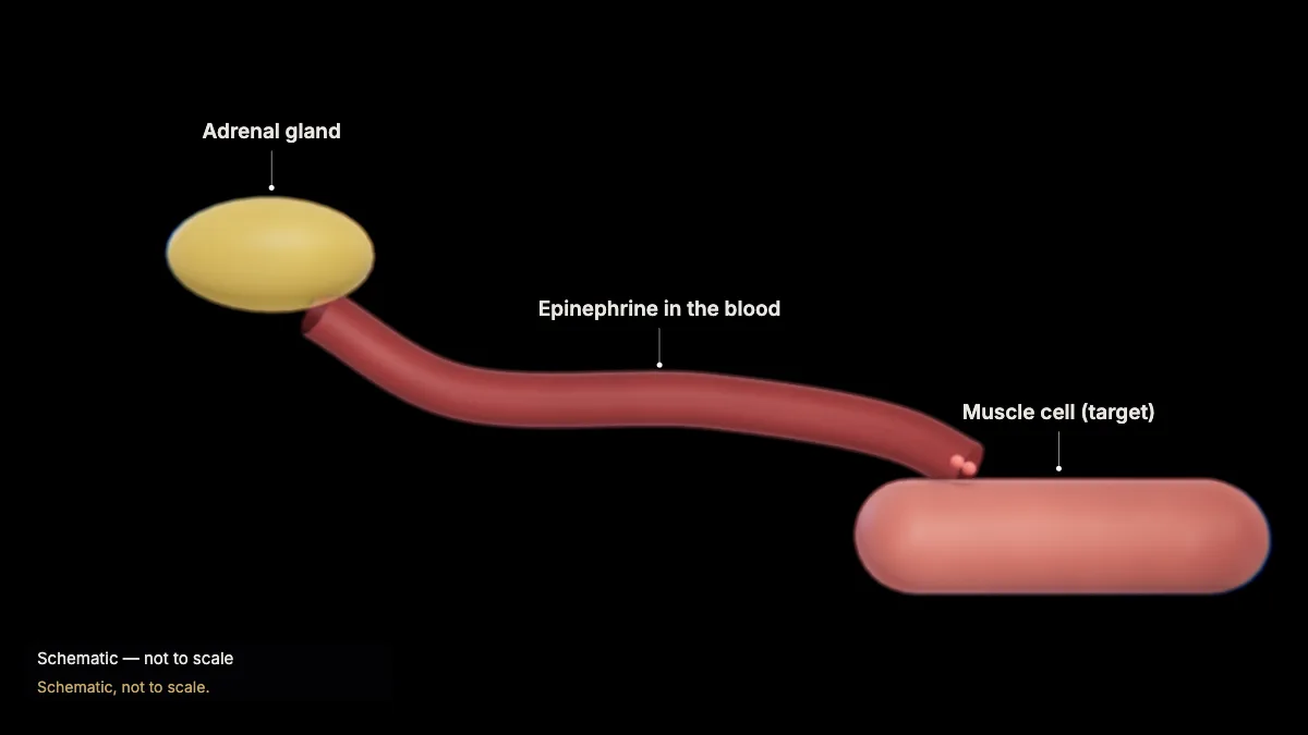 Labeled 3D model: epinephrine: a hormone