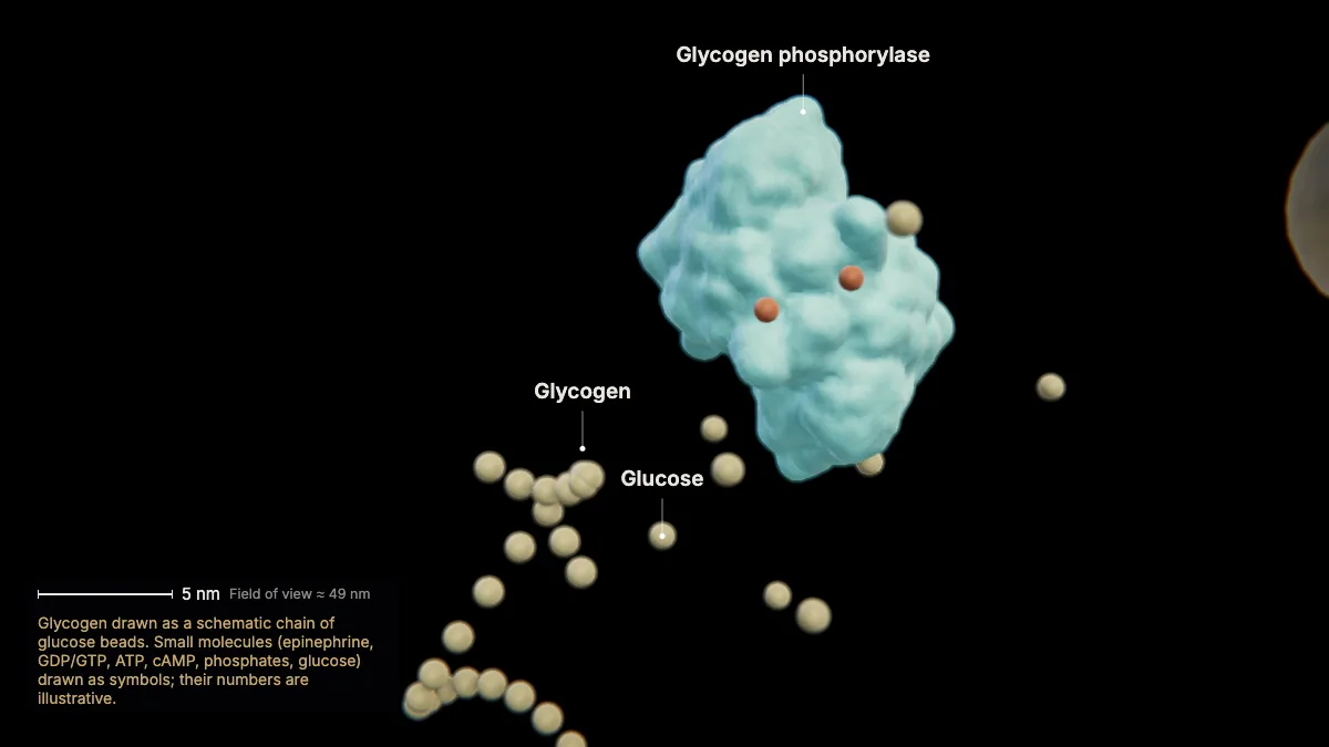 Labeled 3D model: the response: glucose