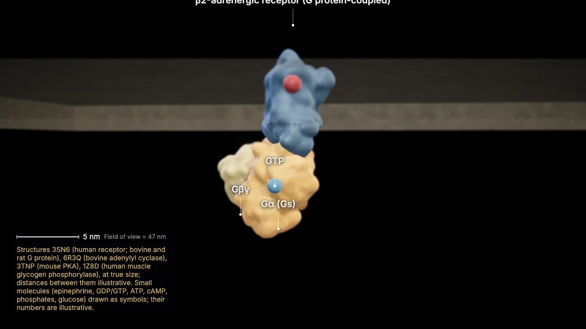 Labeled 3D model: the g protein switches on