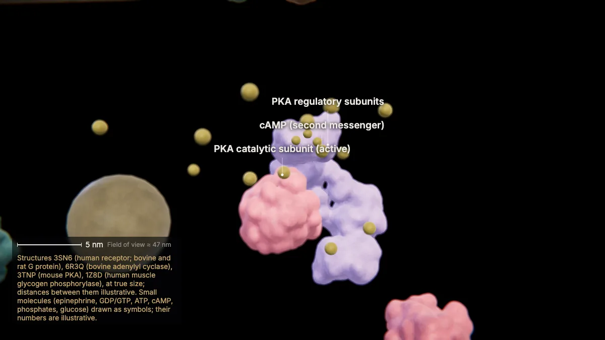 Labeled 3D model: protein kinase a