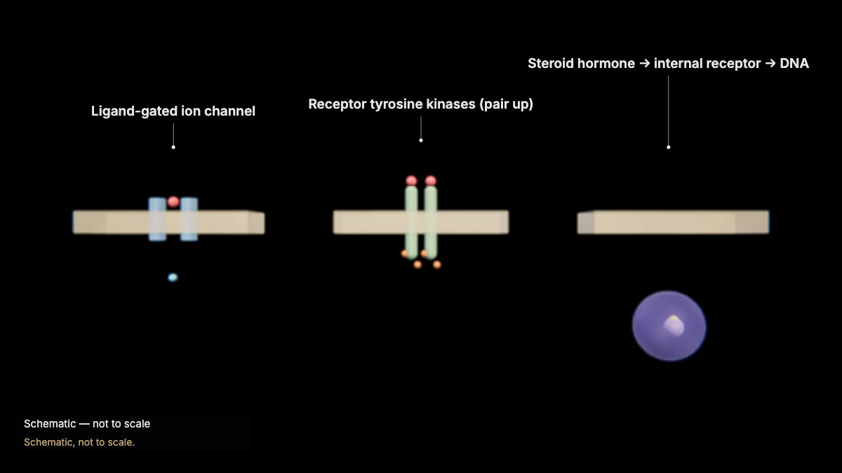 Labeled 3D model: other kinds of receptors