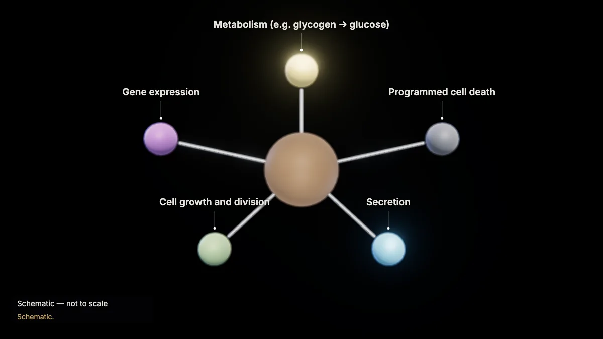Labeled 3D model: many possible responses