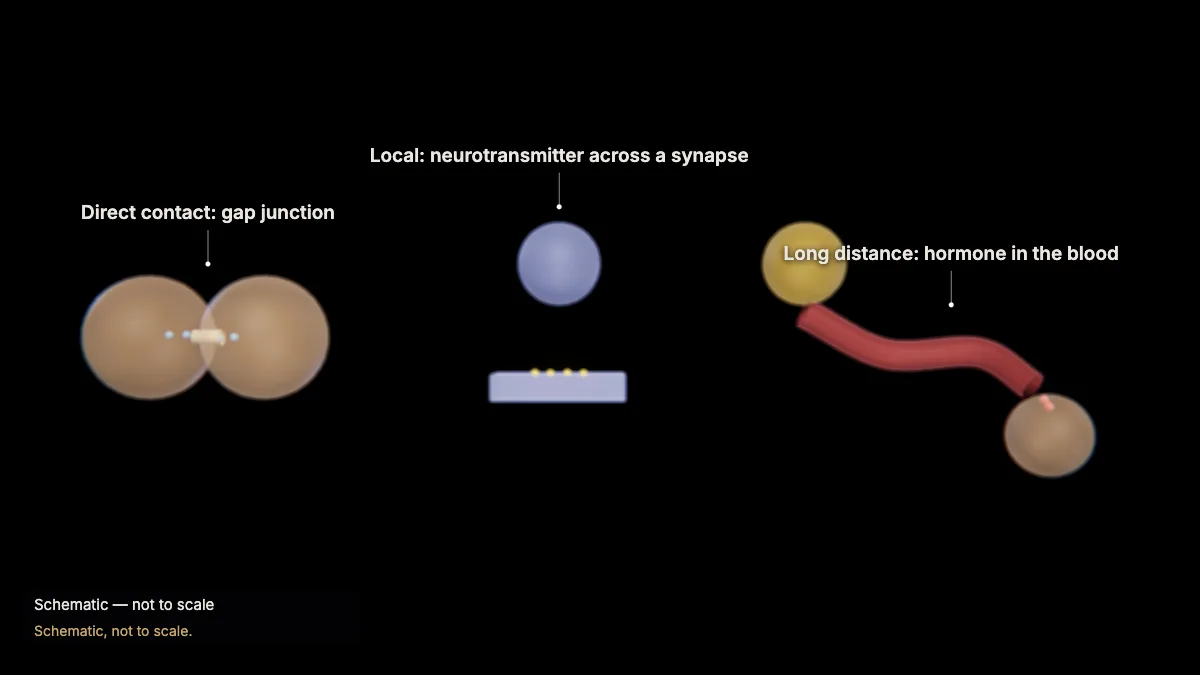 Labeled 3D model: how cells communicate
