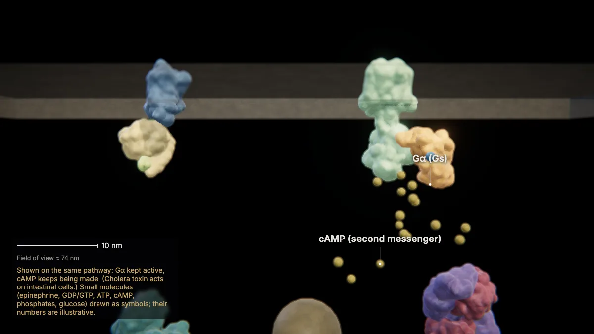 Labeled 3D model: when a pathway goes wrong