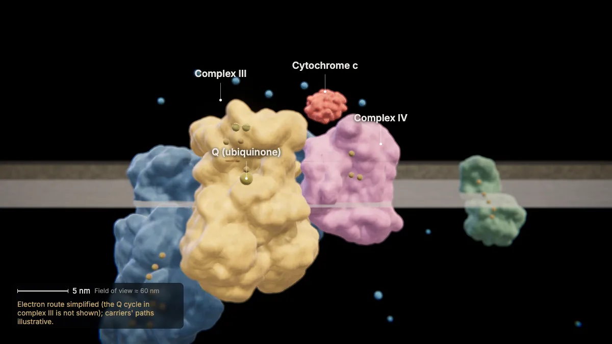 Labeled 3D model: q and cytochrome c