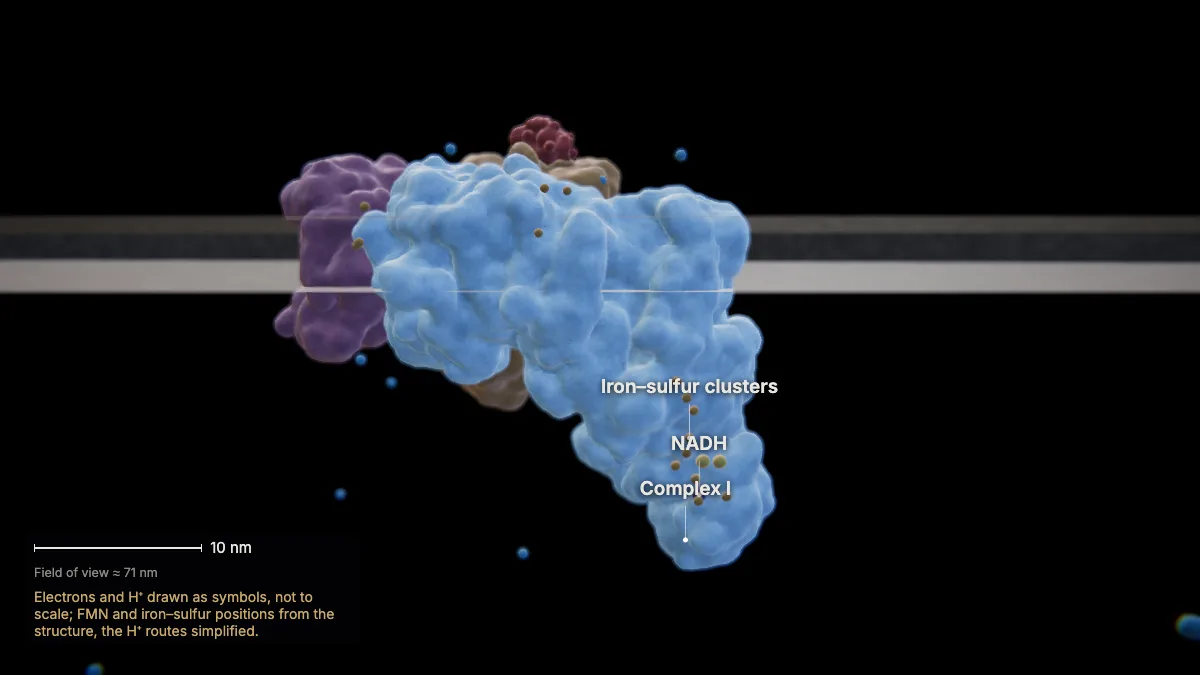 Labeled 3D model: nadh gives up its electrons