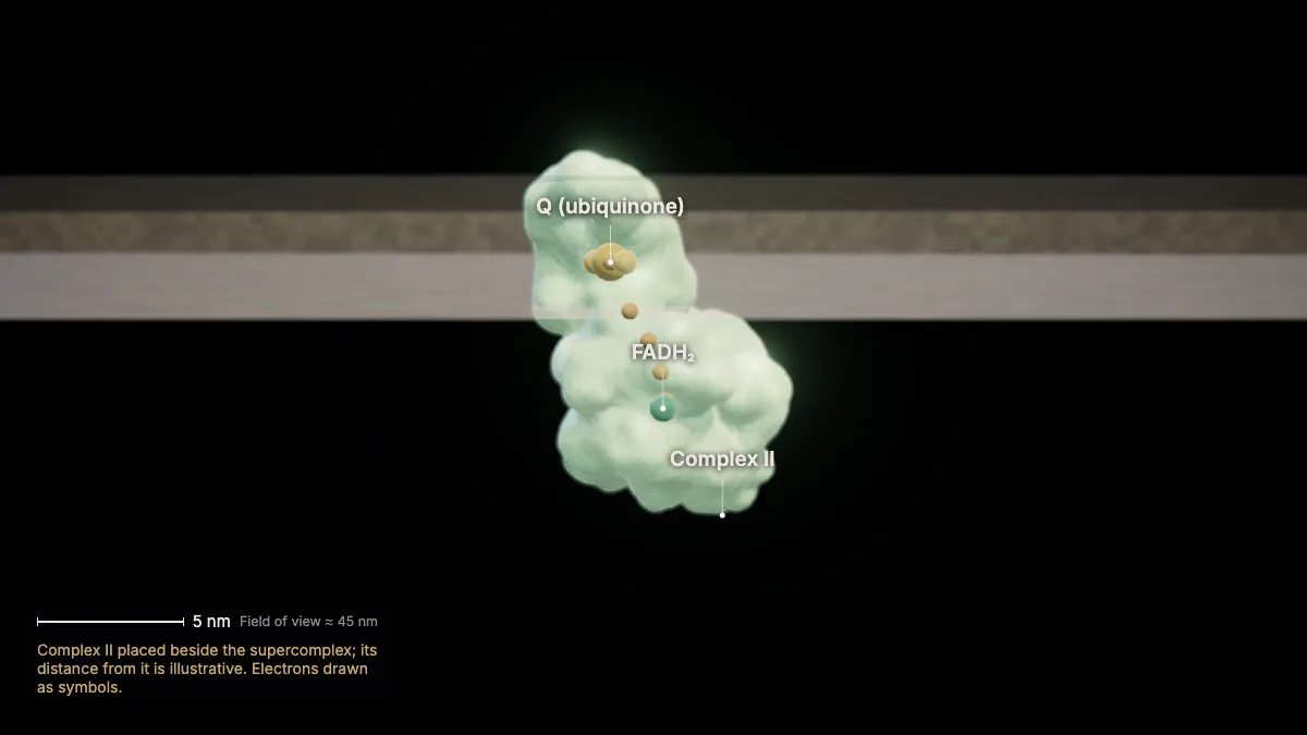 Labeled 3D model: fadh₂ enters at complex ii