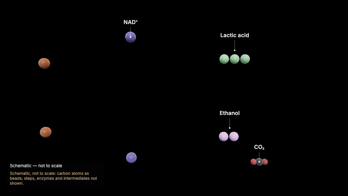 Labeled 3D model: without oxygen: fermentation