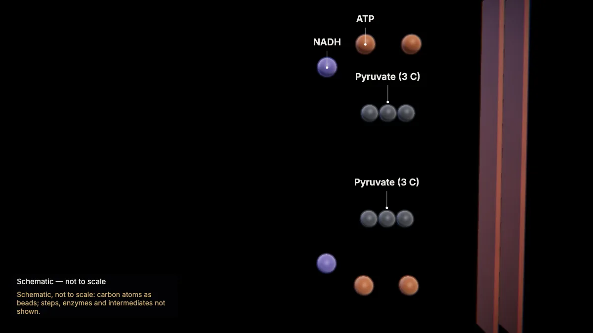 Labeled 3D model: glycolysis