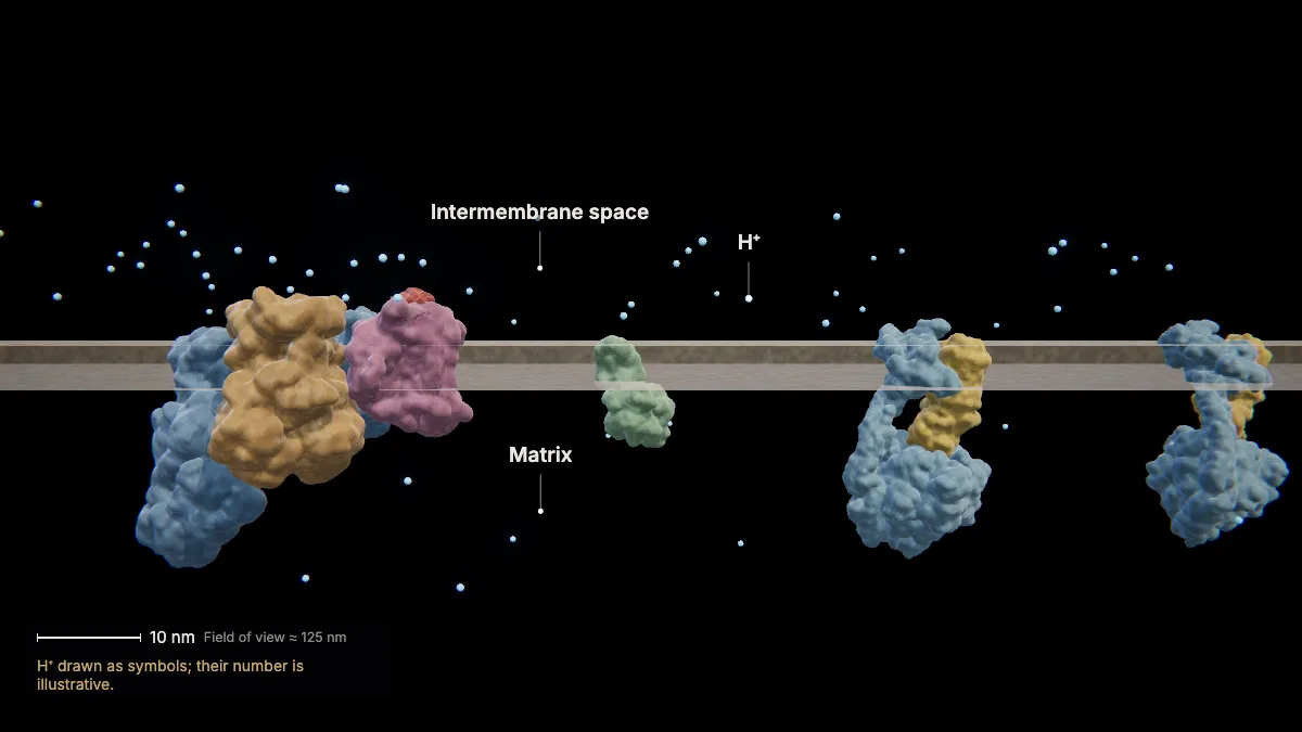 Labeled 3D model: a proton gradient