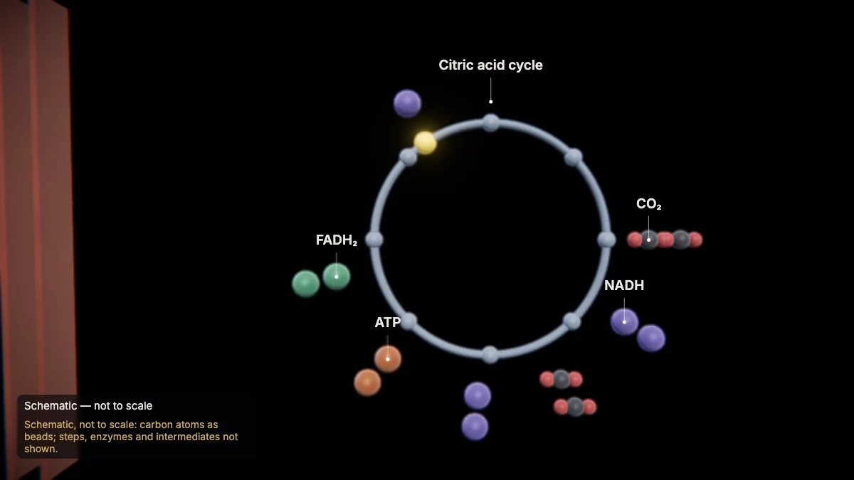 Labeled 3D model: the citric acid cycle