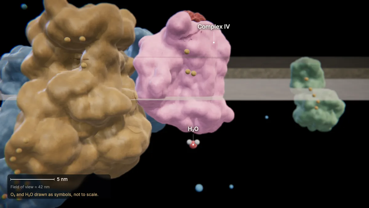 Labeled 3D model: oxygen, the final acceptor