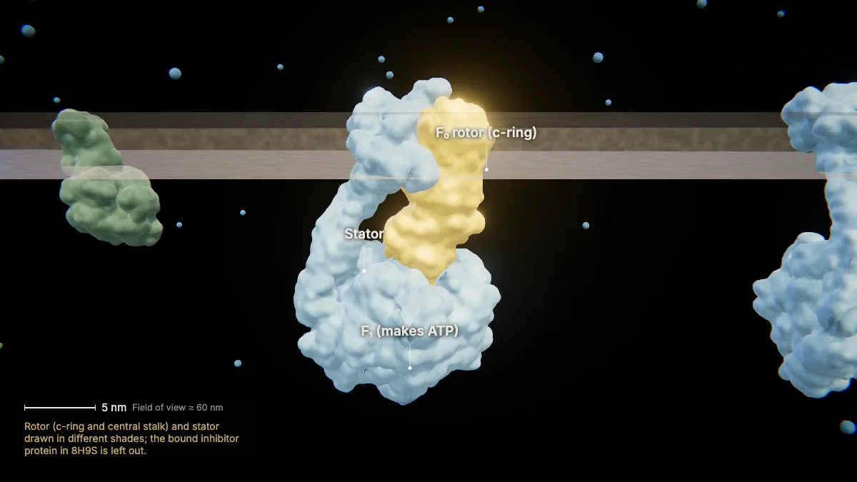 Labeled 3D model: atp synthase