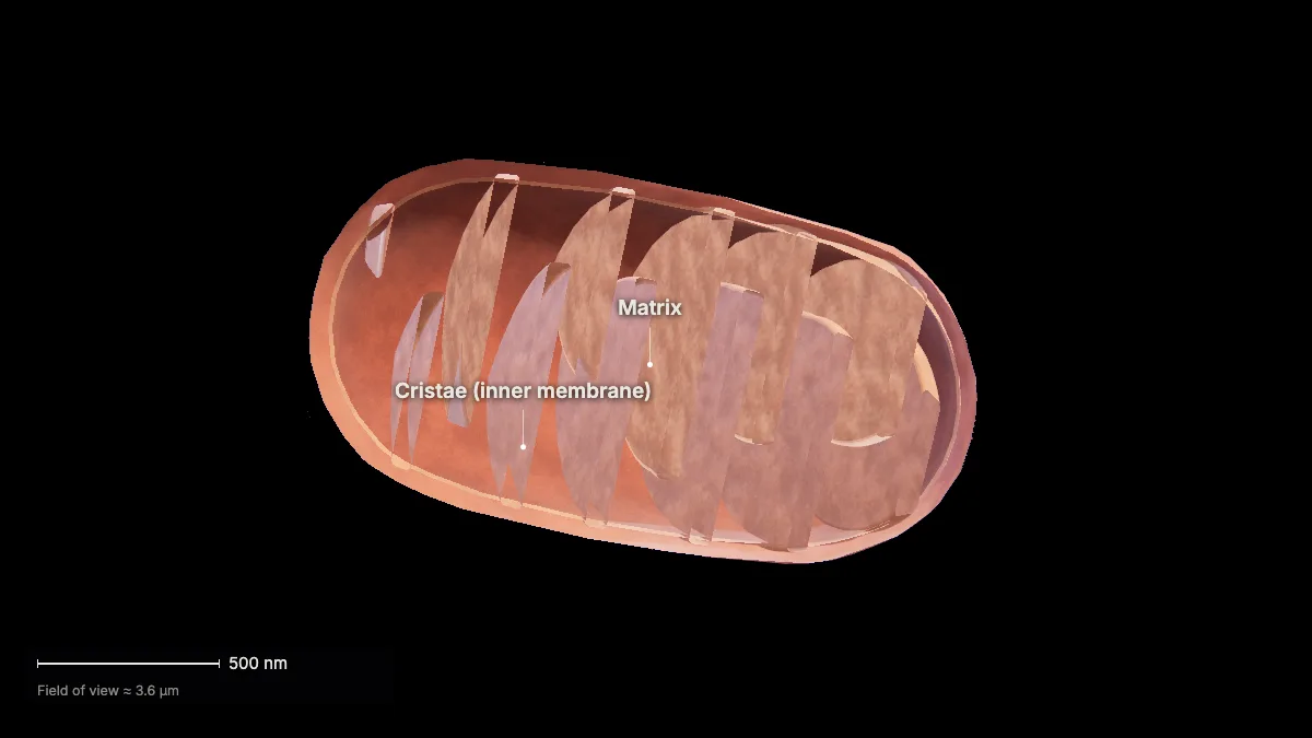 Labeled 3D model: how much atp?