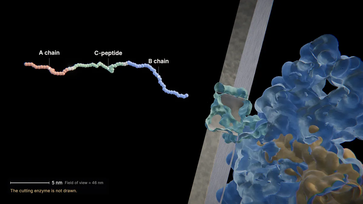 Labeled 3D model, insulin secretion (the signal peptide is removed): B chain, C-peptide, A chain