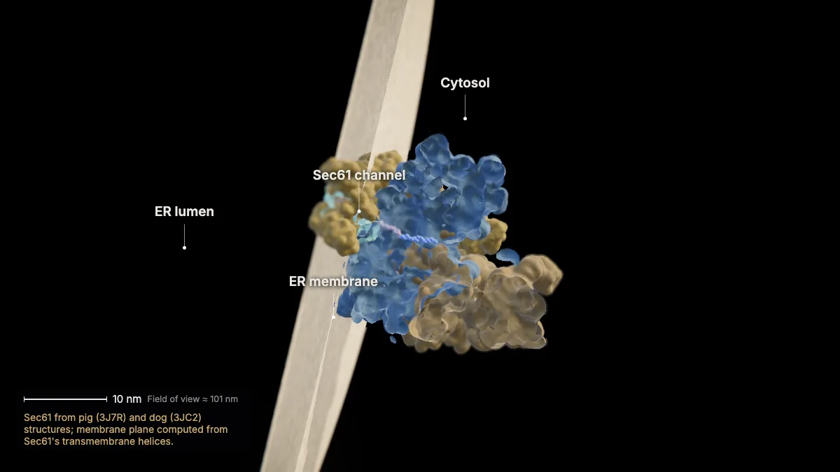 Labeled 3D model, insulin secretion (docking at the er): Sec61 channel, ER membrane, cytosol, ER lumen