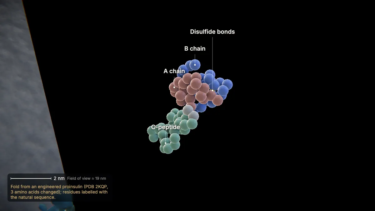 Labeled 3D model, insulin secretion (folding and disulfide bonds): disulfide bonds, B chain, C-peptide, A chain