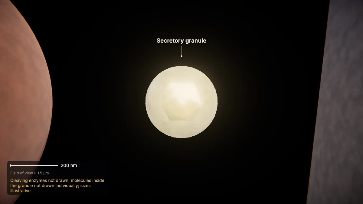Labeled 3D model, insulin secretion (granules mature): secretory granule