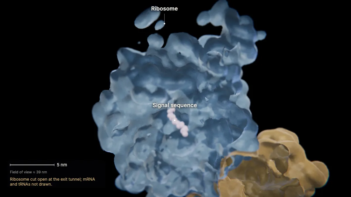Labeled 3D model, insulin secretion (made as preproinsulin): signal sequence, ribosome