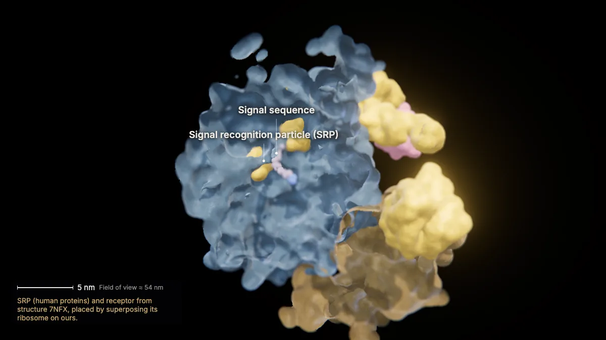 Labeled 3D model, insulin secretion (the signal is recognized): signal recognition particle (SRP), signal sequence