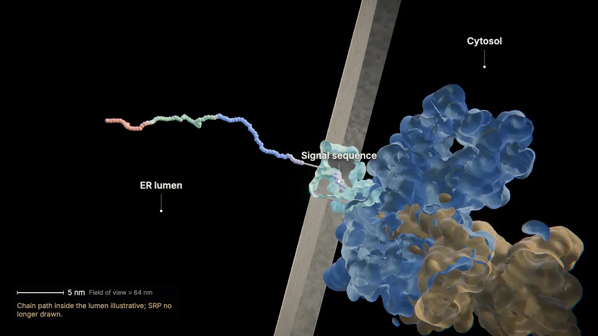 Labeled 3D model, insulin secretion (into the er lumen): signal sequence, ER lumen, cytosol