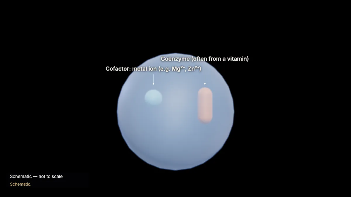 Labeled 3D model: cofactors and coenzymes