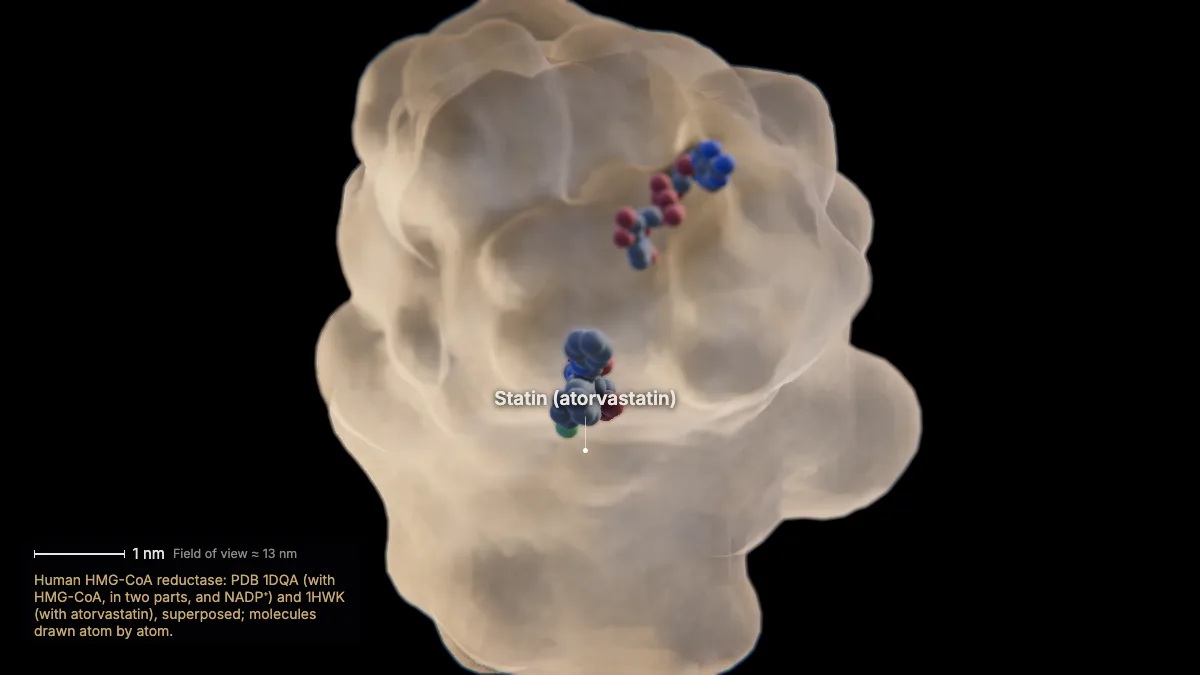 Labeled 3D model: competitive inhibition: statins