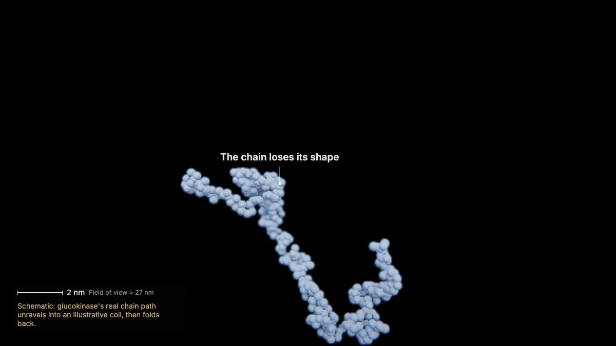Labeled 3D model: denaturation