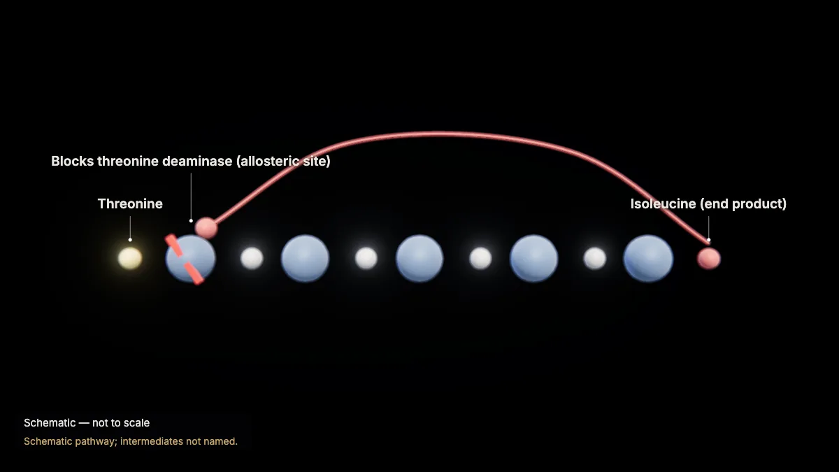 Labeled 3D model: feedback inhibition