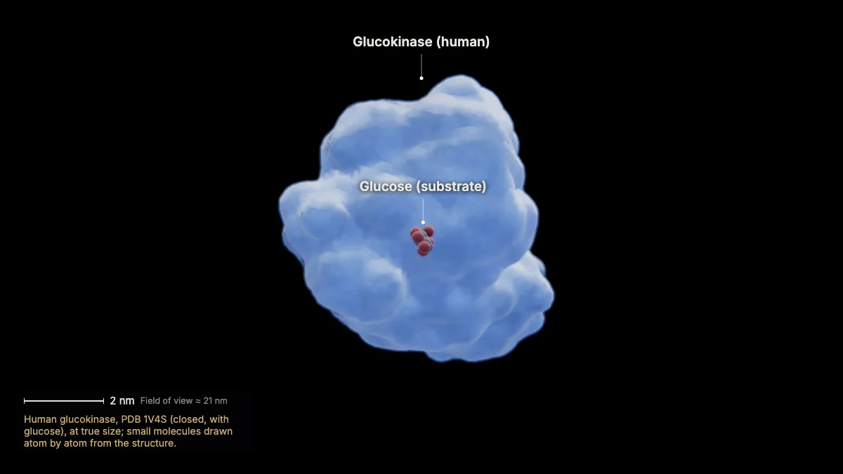 Labeled 3D model: a real enzyme: glucokinase