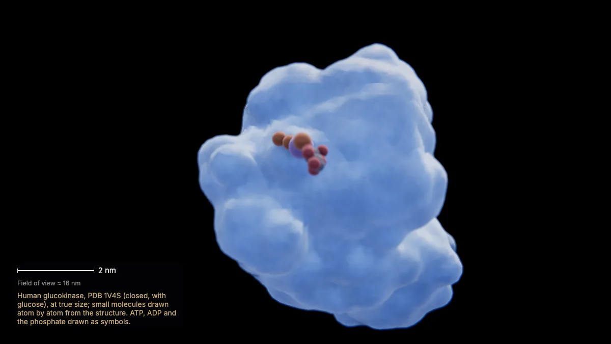 Labeled 3D model: the reaction — and the enzyme is reused