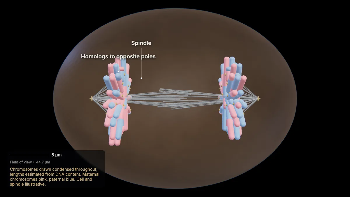 Labeled 3D model: anaphase i