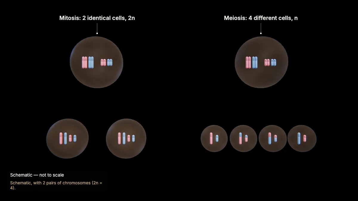 Labeled 3D model: meiosis vs mitosis