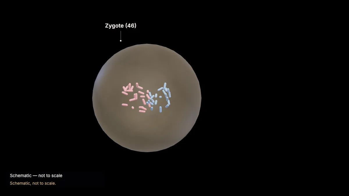 Labeled 3D model: fertilization