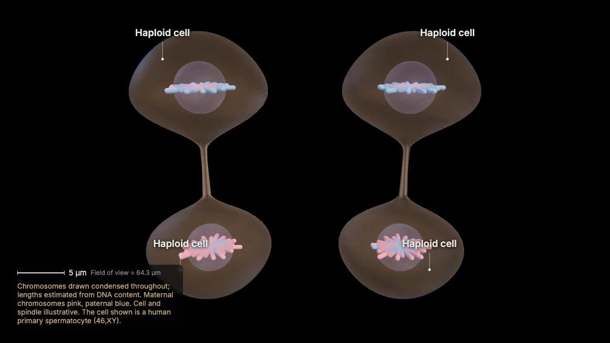 Labeled 3D model: four different haploid cells