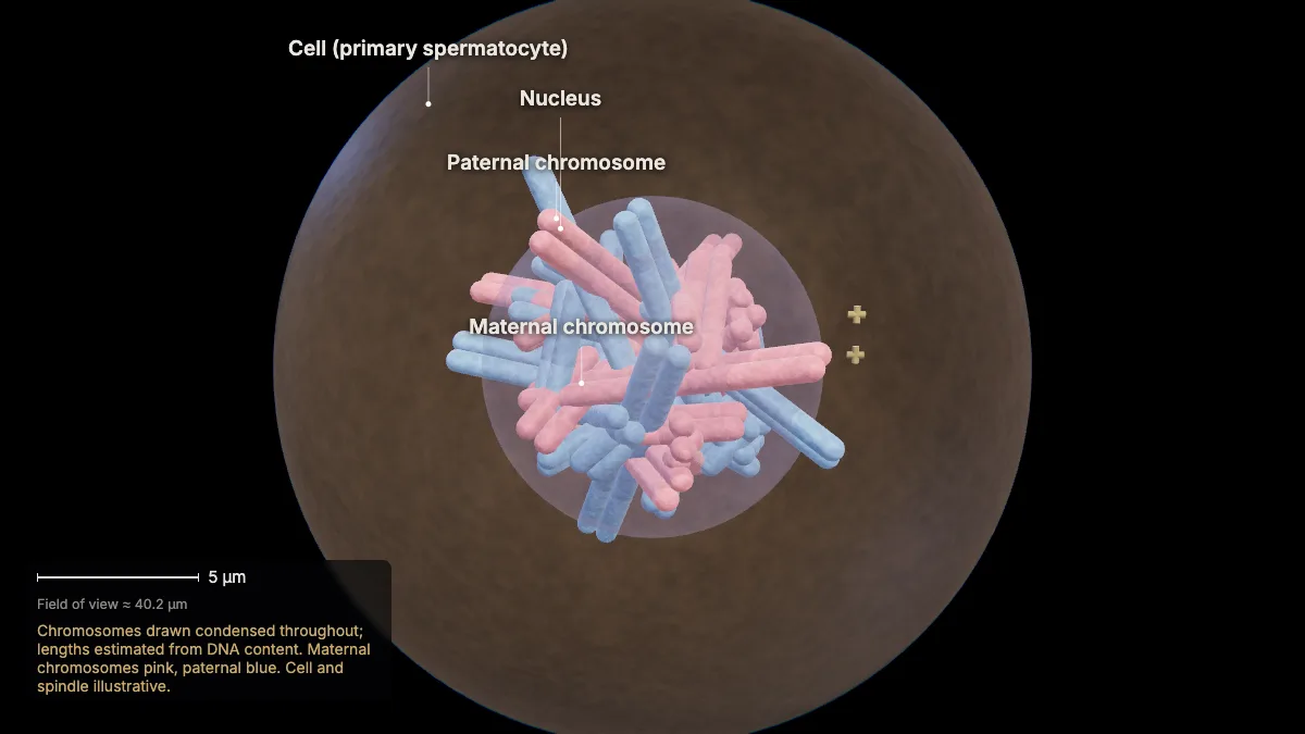Labeled 3D model: why meiosis?