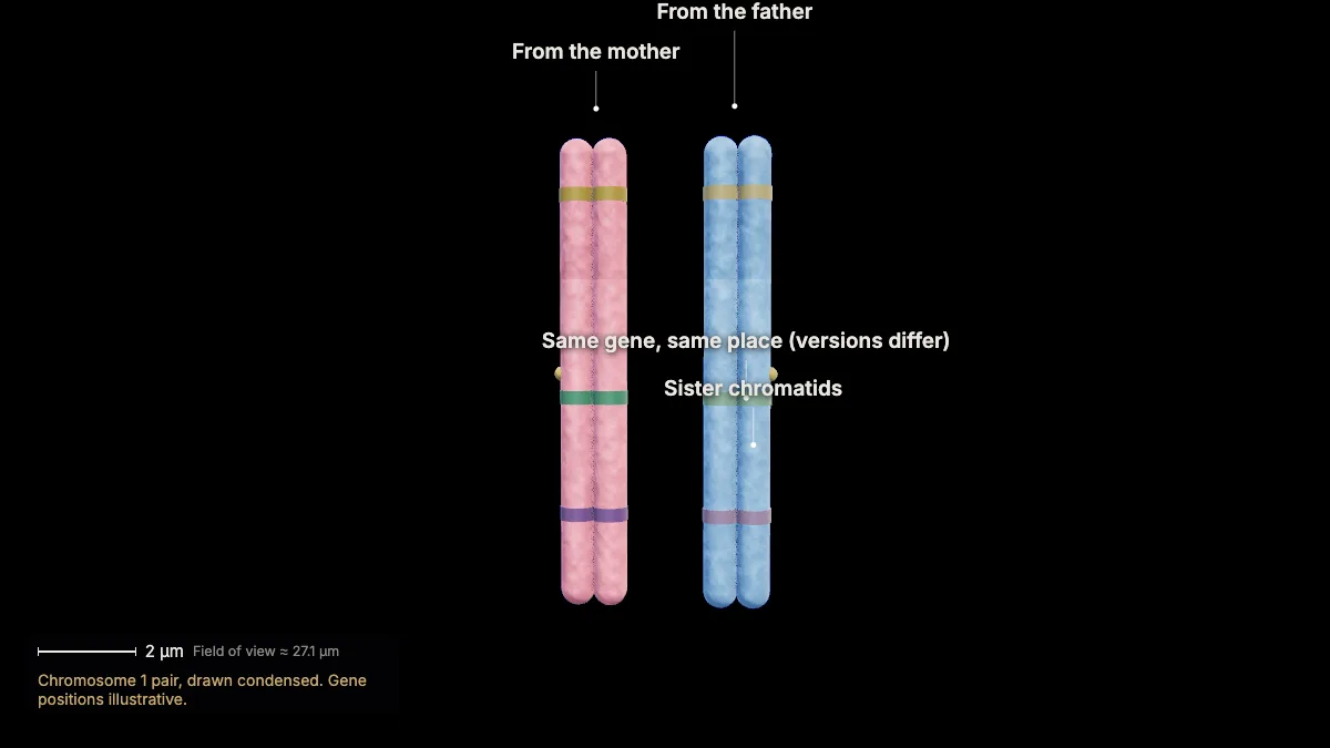 Labeled 3D model: homologous chromosomes