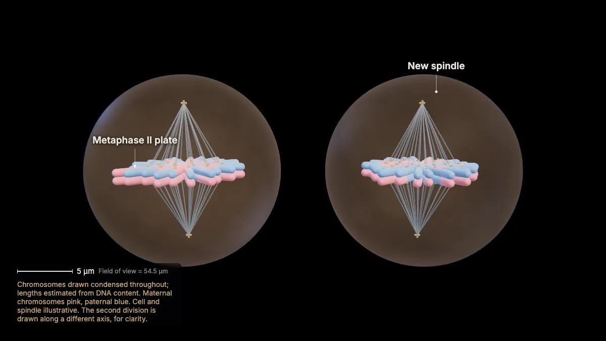 Labeled 3D model: meiosis ii: metaphase ii