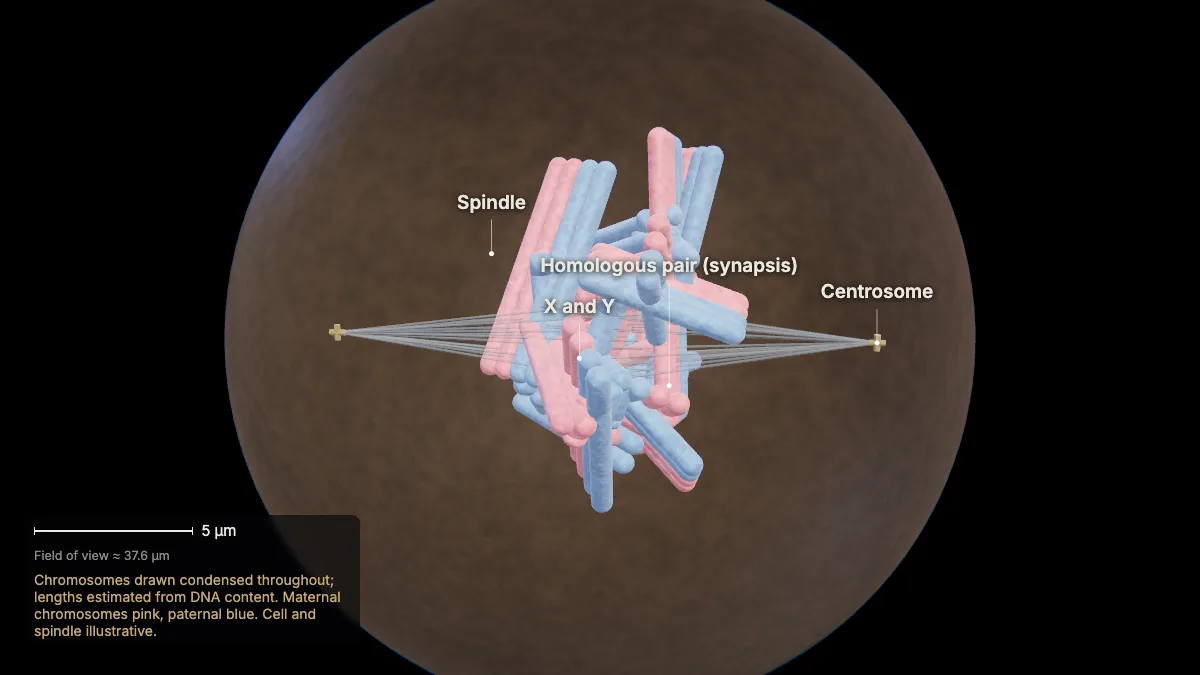 Labeled 3D model: prophase i: homologs pair
